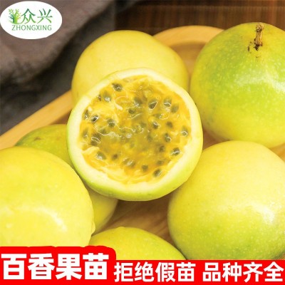 15-30cm钦密9号百香果苗新品种一年四季爬藤黄金蜂蜜百香果苗批发图2