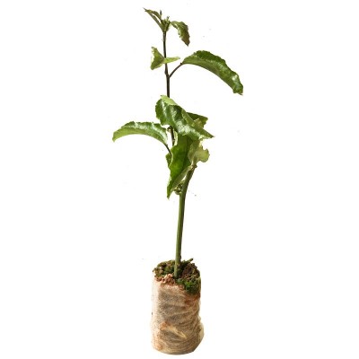 15-30cm钦密9号百香果苗新品种一年四季爬藤黄金蜂蜜百香果苗批发图4
