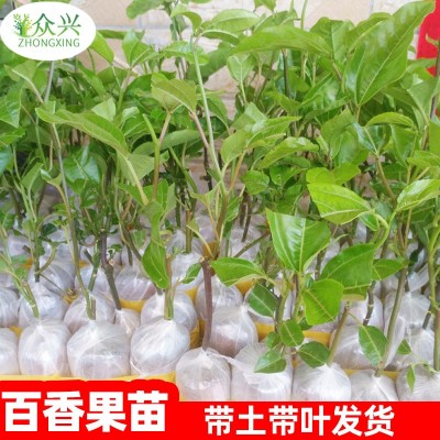 15-30cm钦密9号百香果苗新品种一年四季爬藤黄金蜂蜜百香果苗批发图3