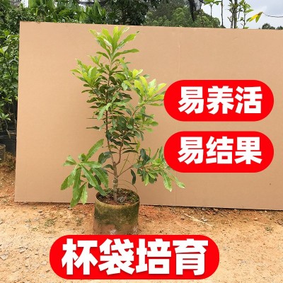 2年杨梅苗嫁接苗东魁杨梅苗正宗黑炭杨梅树苗南北方种植当年结果图4