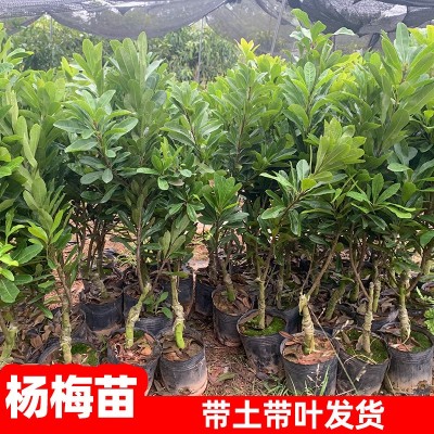 2年杨梅苗嫁接苗东魁杨梅苗正宗黑炭杨梅树苗南北方种植当年结果图2