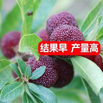 2年杨梅苗嫁接苗东魁杨梅苗正宗黑炭杨梅树苗南北方种植当年结果图3