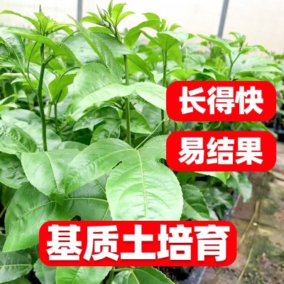 30-60cm新品钦密9号黄金蜂蜜百香果树苗爬藤四季超甜大果百香果苗图2