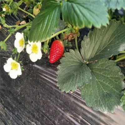 四季草莓苗批发 南北方种植当年结果草莓苗 法兰地甜查理章姬草莓图4