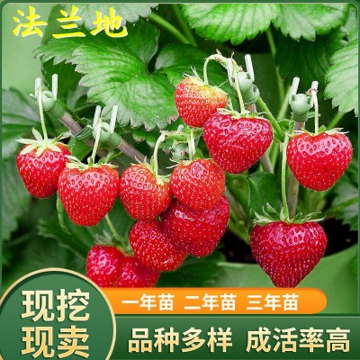 四季草莓苗批发 南北方种植当年结果草莓苗 法兰地甜查理章姬草莓图2
