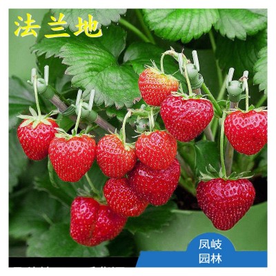 四季草莓苗批发 南北方种植当年结果草莓苗 法兰地甜查理章姬草莓图5