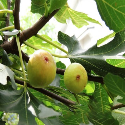 山东无花果基地出售一年布兰瑞克无花果苗根系发达当年坐果丰产图3