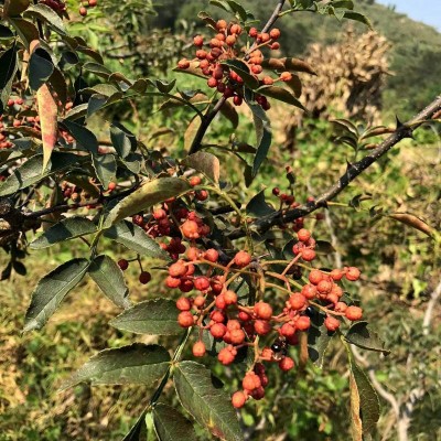 基地批发品种花椒树 批发价格优惠一年至三年树无刺花椒树苗图4