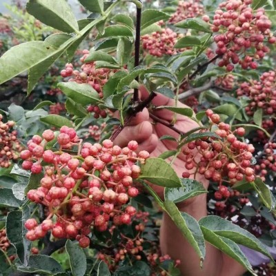 基地批发品种花椒树 批发价格优惠一年至三年树无刺花椒树苗图3