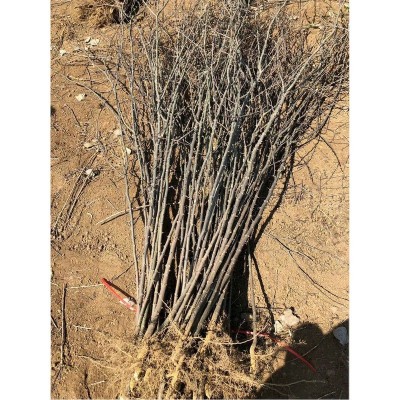 基地批发品种花椒树 批发价格优惠一年至三年树无刺花椒树苗图5