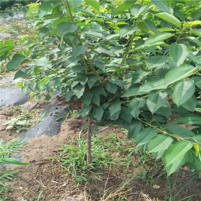厂家批发樱桃苗车厘子早熟嫁接大樱桃树南北方种植果树车厘子树苗图3