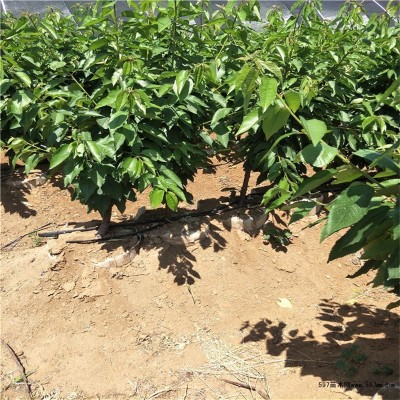 厂家批发樱桃苗车厘子早熟嫁接大樱桃树南北方种植果树车厘子树苗图4
