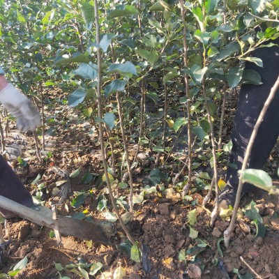 基地批发维纳斯黄金苹果苗 南方北方种植庭院中秋苹果苗当年结果图3
