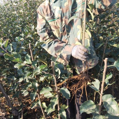 基地批发维纳斯黄金苹果苗 南方北方种植庭院中秋苹果苗当年结果图2