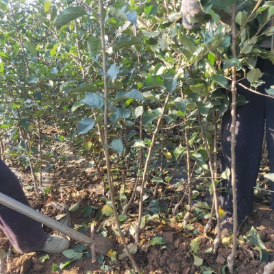 基地批发维纳斯黄金苹果苗 南方北方种植庭院中秋苹果苗当年结果图5