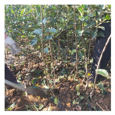 基地批发维纳斯黄金苹果苗 南方北方种植庭院中秋苹果苗当年结果图4