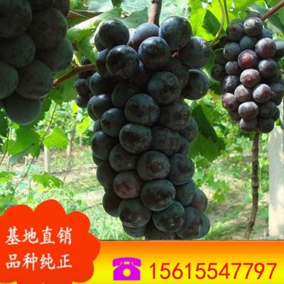 葡萄苗价格 无核葡萄苗批发 嫁接葡萄苗 南北方种植茉莉香葡萄苗图2