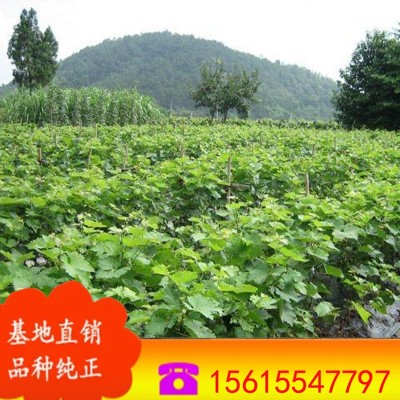 葡萄苗价格 无核葡萄苗批发 嫁接葡萄苗 南北方种植茉莉香葡萄苗图4