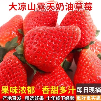 草莓新鲜现摘红颜奶油甜草莓大凉山露天草莓应季水果批发图2