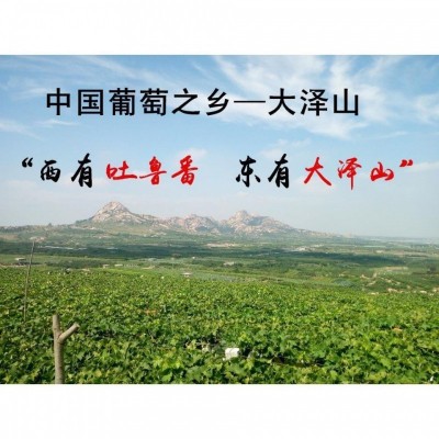 【精品】山东大泽山葡萄玫瑰香葡萄孕妇水果好吃图2