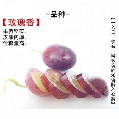 【精品】山东大泽山葡萄玫瑰香葡萄孕妇水果好吃图3