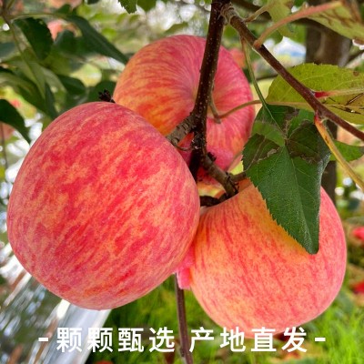 洛川苹果新鲜水果当季整箱10斤延安脆甜一级正宗陕西红富士包邮图3