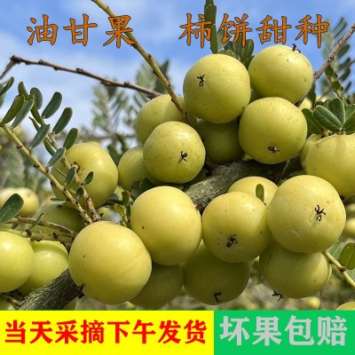 潮汕油柑王柿饼甜油甘果新果甜种油甘余甘果丙甜油柑新鲜孕妇水果图4