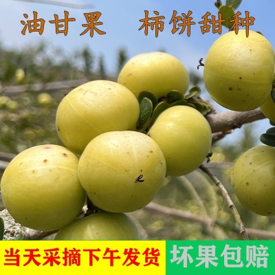 潮汕油柑王柿饼甜油甘果新果甜种油甘余甘果丙甜油柑新鲜孕妇水果图3
