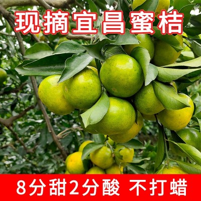 宜昌早熟蜜桔青皮桔子橘子水果新鲜无籽蜜橘整箱10斤当季可批量图4
