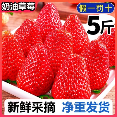 草莓大凉山牛奶莓露天奶油莓新鲜现摘批发商用烘焙礼盒网红款批发图2