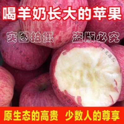 果小北羊奶苹果当季新鲜红富士苹果水果丑苹果一整箱直发包邮图4