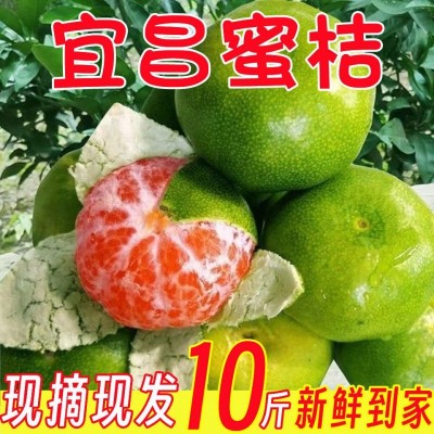 现摘蜜桔新鲜橘子宜昌蜜桔酸甜薄皮水果柑橘早熟青皮桔子批发图2