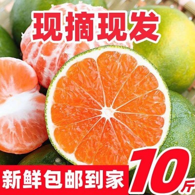 现摘蜜桔新鲜橘子宜昌蜜桔酸甜薄皮水果柑橘早熟青皮桔子批发图4