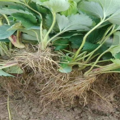 红颜草莓苗 产量高根系发达无病害量大优惠大棚种植草莓苗图4
