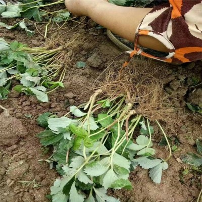 红颜草莓苗 产量高根系发达无病害量大优惠大棚种植草莓苗图2