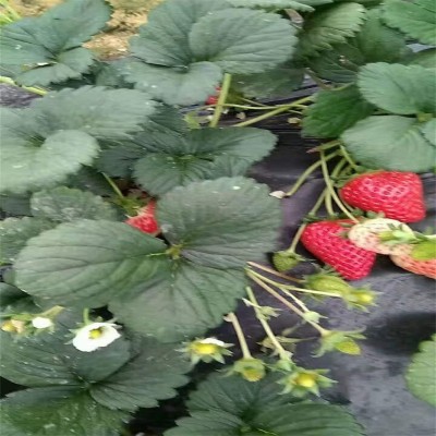 红颜草莓苗 产量高根系发达无病害量大优惠大棚种植草莓苗图3