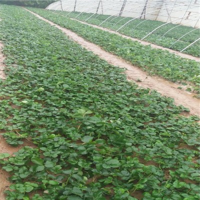 妙香7号草莓苗 抗病草莓苗 基地现货 常年供应 质优价廉 量大优惠图2