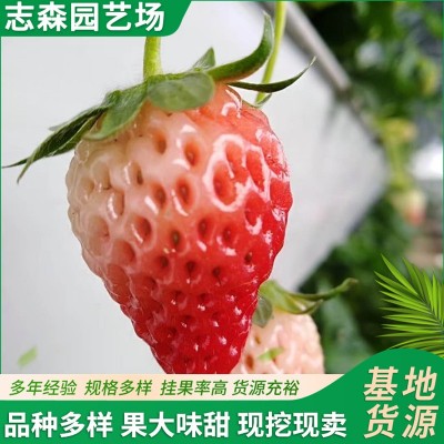 妙香7号草莓苗 抗病草莓苗 基地现货 常年供应 质优价廉 量大优惠图4