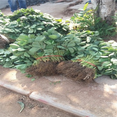 妙香7号草莓苗 抗病草莓苗 基地现货 常年供应 质优价廉 量大优惠图3