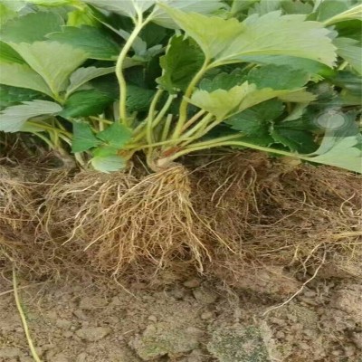 草莓苗 阳台奶油果苗种植苗四季盆栽食用四季结果图3
