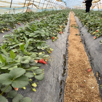 草莓苗 阳台奶油果苗种植苗四季盆栽食用四季结果图2