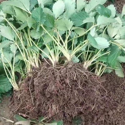 淡雪 雪里香草莓苗 移栽方便 阳台可盆栽 香野草莓苗图3
