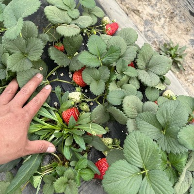 淡雪 雪里香草莓苗 移栽方便 阳台可盆栽 香野草莓苗图4