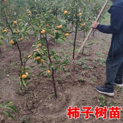 日本脆甜柿果苗富有甜柿 柿子树苗盆栽地栽果树苗 不脱涩摘下即食图4