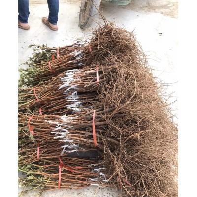 葡萄树苗 夏音马斯卡特 阳光玫瑰葡萄苗品种果树苗南方北方种植图3