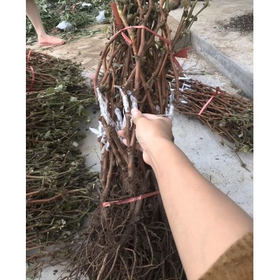 葡萄树苗 夏音马斯卡特 阳光玫瑰葡萄苗品种果树苗南方北方种植图4
