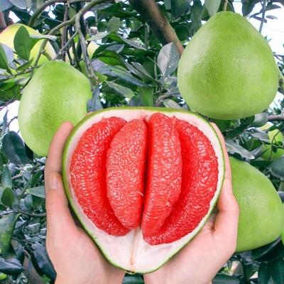 柚子树苗红心红肉蜜柚嫁接果树果苗南方北方种植当年结果三红蜜柚图2