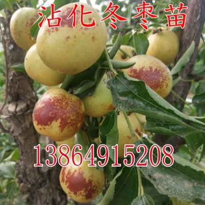 白草莓新品种 梦之莹 粉玉草莓苗 脱毒草莓苗 根系发达草莓苗批发图4