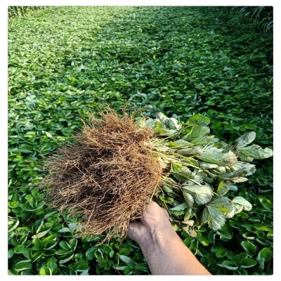 草莓苗批发 甜查理草莓苗价格 南方草莓品种 产量高草莓图2