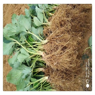 广东地区草莓苗品种 法兰地草莓苗 产量好 耐运输 苗空运发货图4